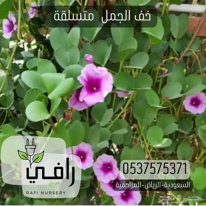 شتلات اشجار الزينة 2