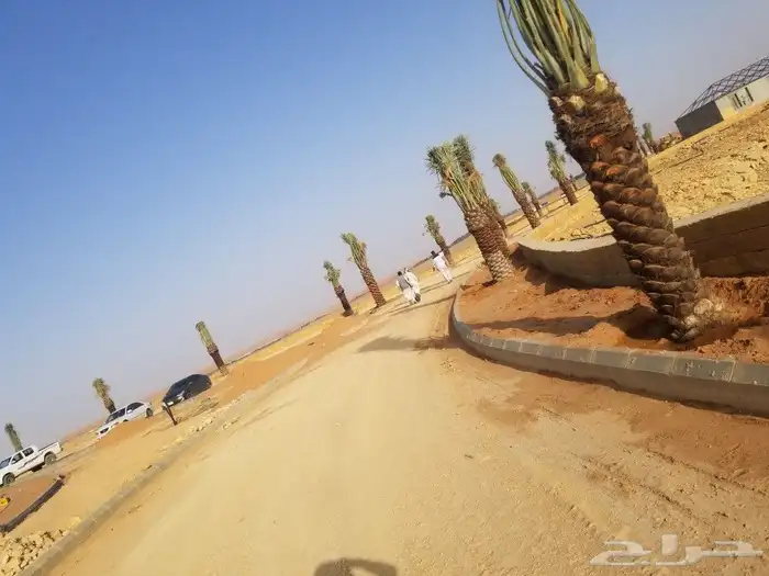 نخل اخلاص وبرحي 2