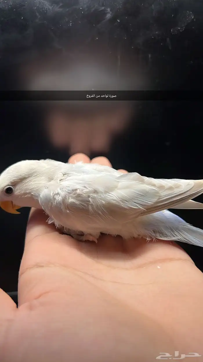 جوز روز منتج (تم البيع) 1
