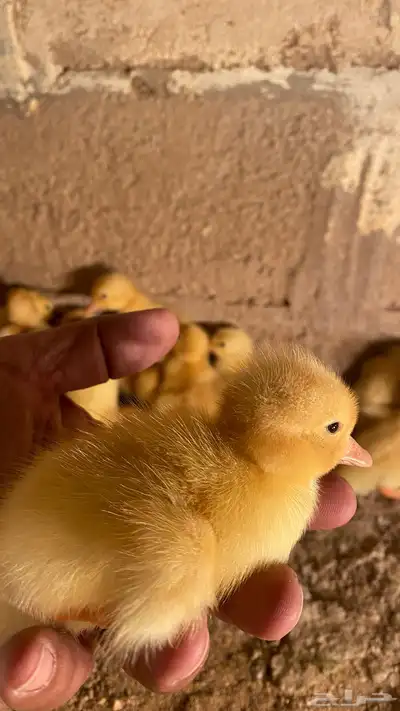 صوص بط بكيني 2