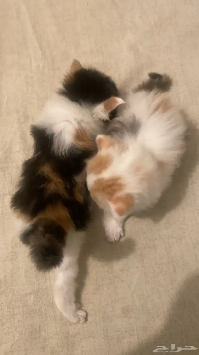 قطط شيرازي صغيره ولطيفه للبيع 200 3