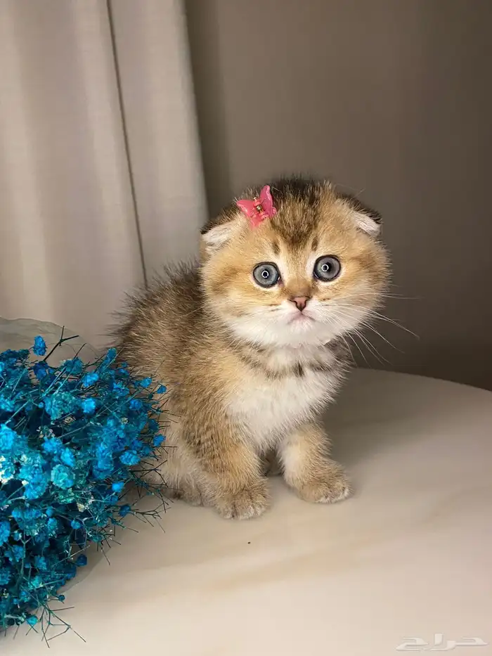 قطط صغيره سكوتش فولد للبيع 0