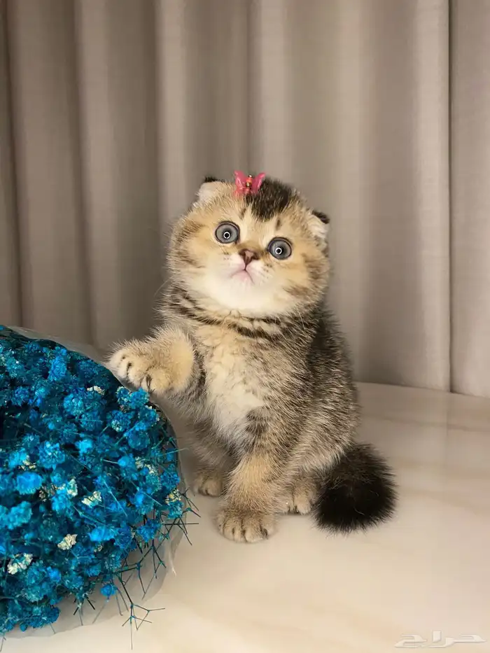 قطط صغيره سكوتش فولد للبيع 3