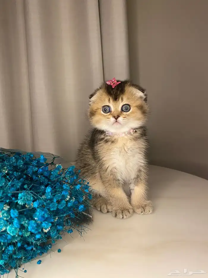 قطط صغيره سكوتش فولد للبيع 4