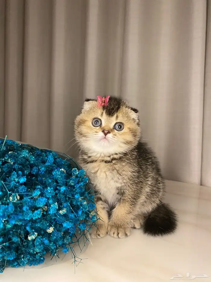 قطط صغيره سكوتش فولد للبيع 2