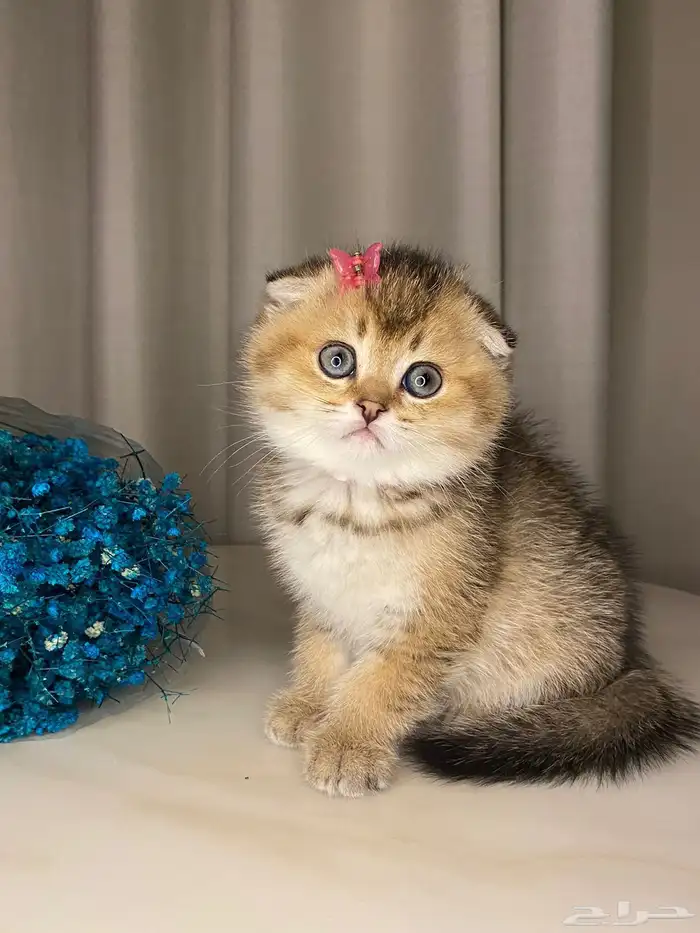 قطط صغيره سكوتش فولد للبيع 1