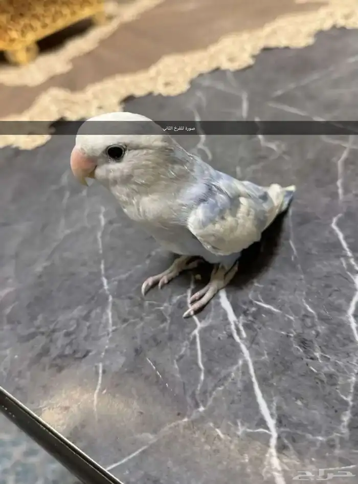 جوز روز منتج (تم البيع) 2