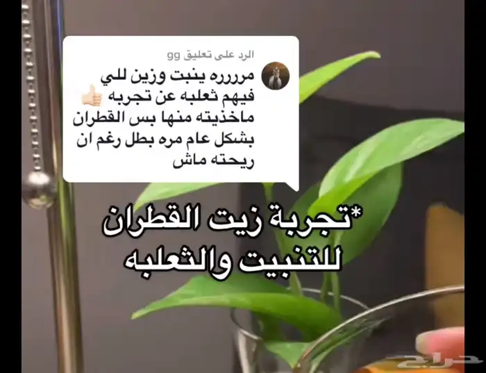 زيت قطران المغربي جمله 6