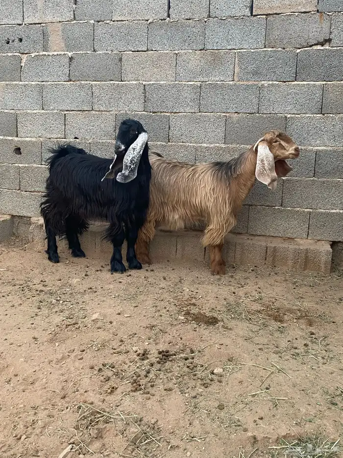 معزا جفار مصريات صنف( تم البيع) 9