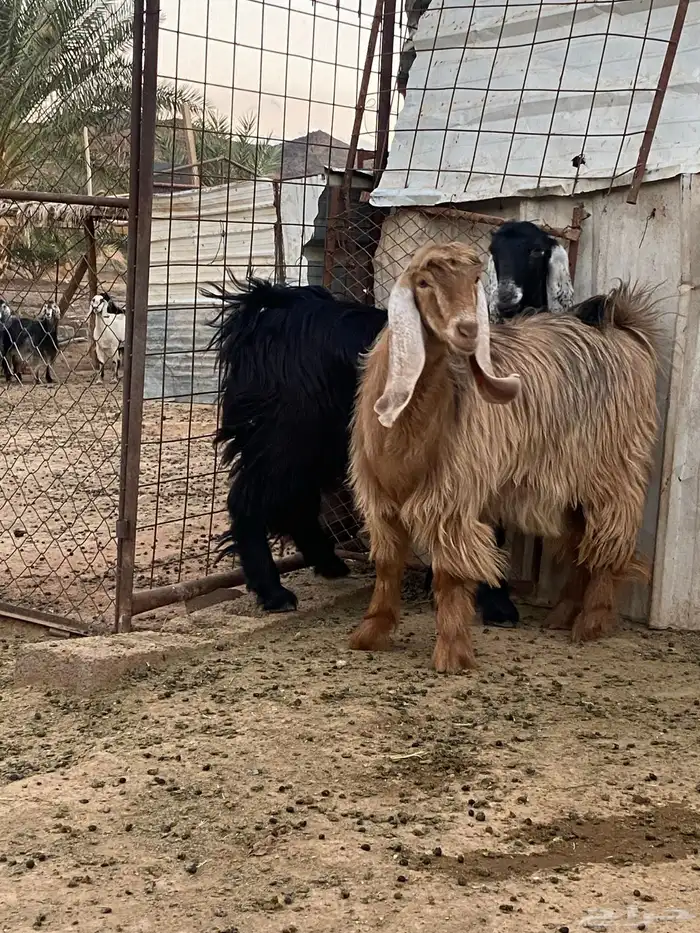 معزا جفار مصريات صنف( تم البيع) 5