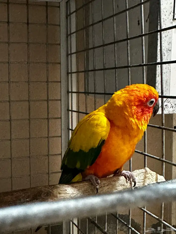 تم البيع صن كنيور 7