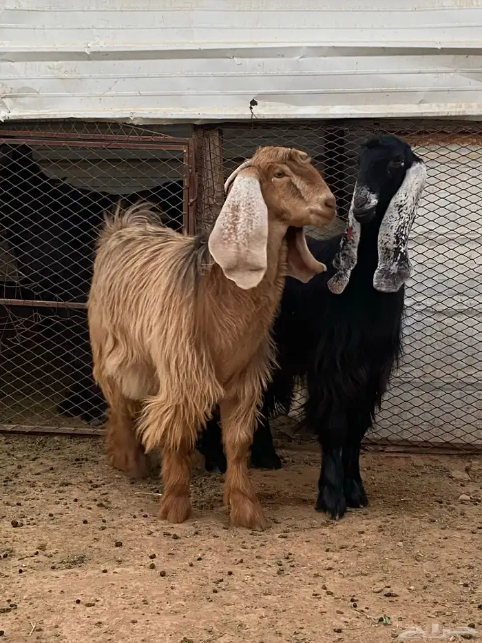 معزا جفار مصريات صنف( تم البيع) 3