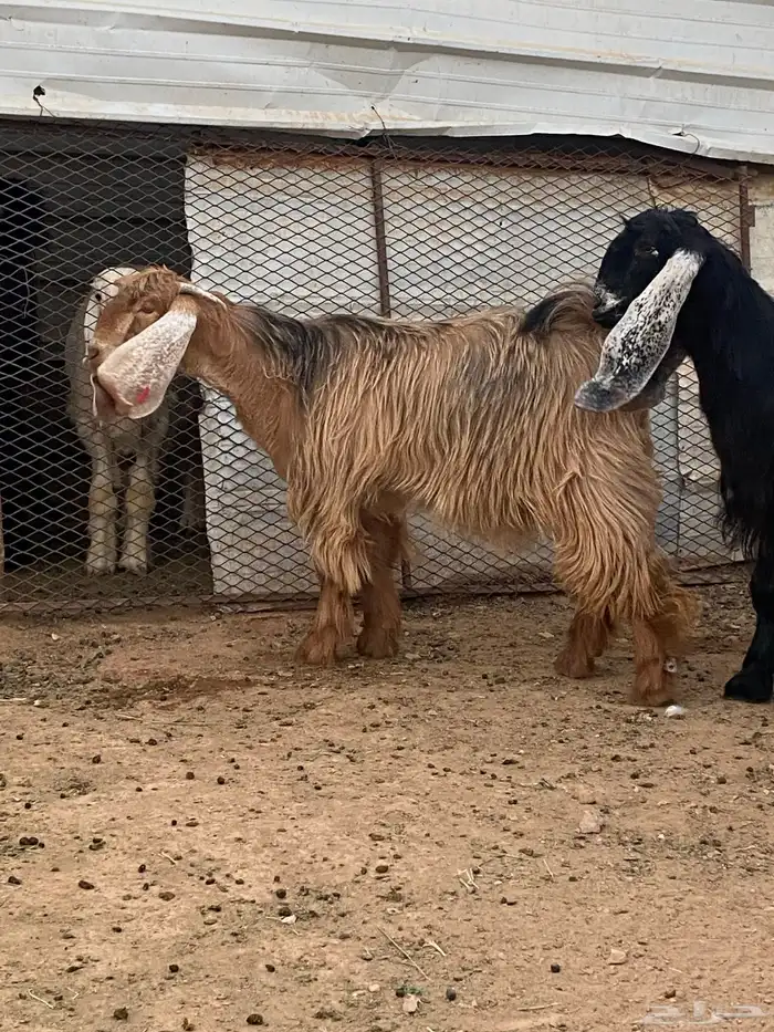 معزا جفار مصريات صنف( تم البيع) 14