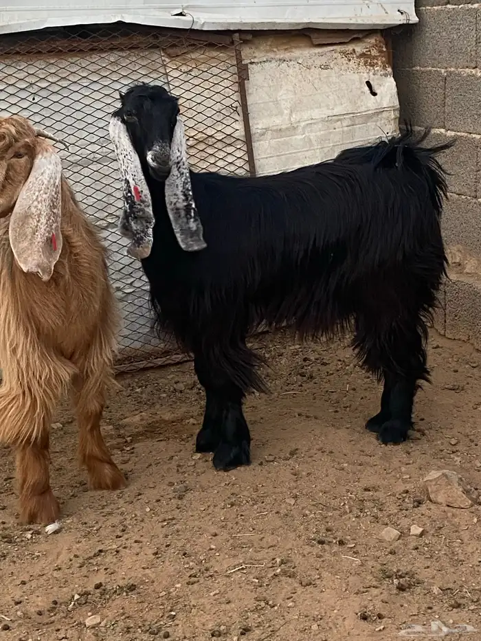 معزا جفار مصريات صنف( تم البيع) 17