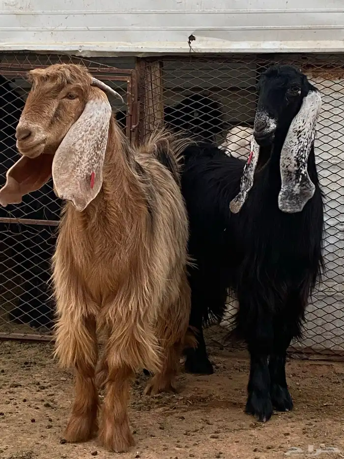 معزا جفار مصريات صنف( تم البيع) 1