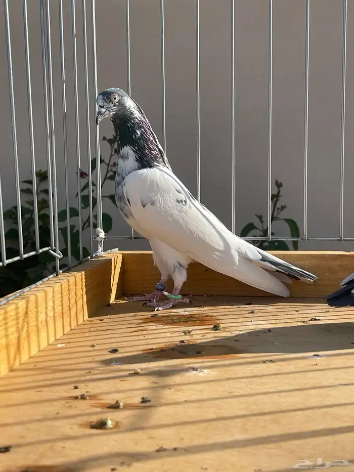 للبيع زوج تيدي سأس 5