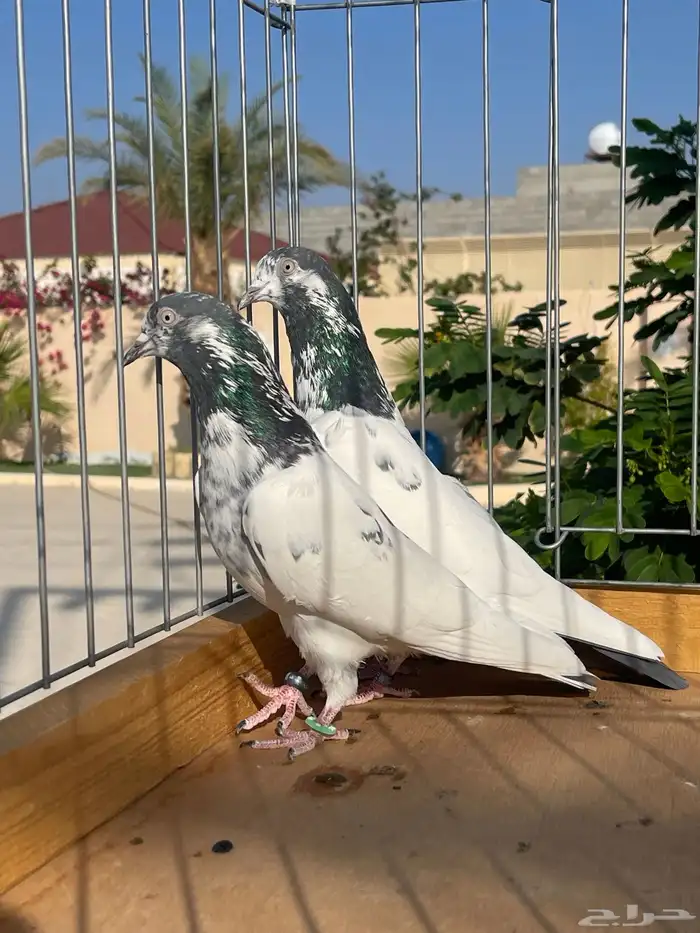 للبيع زوج تيدي سأس 11