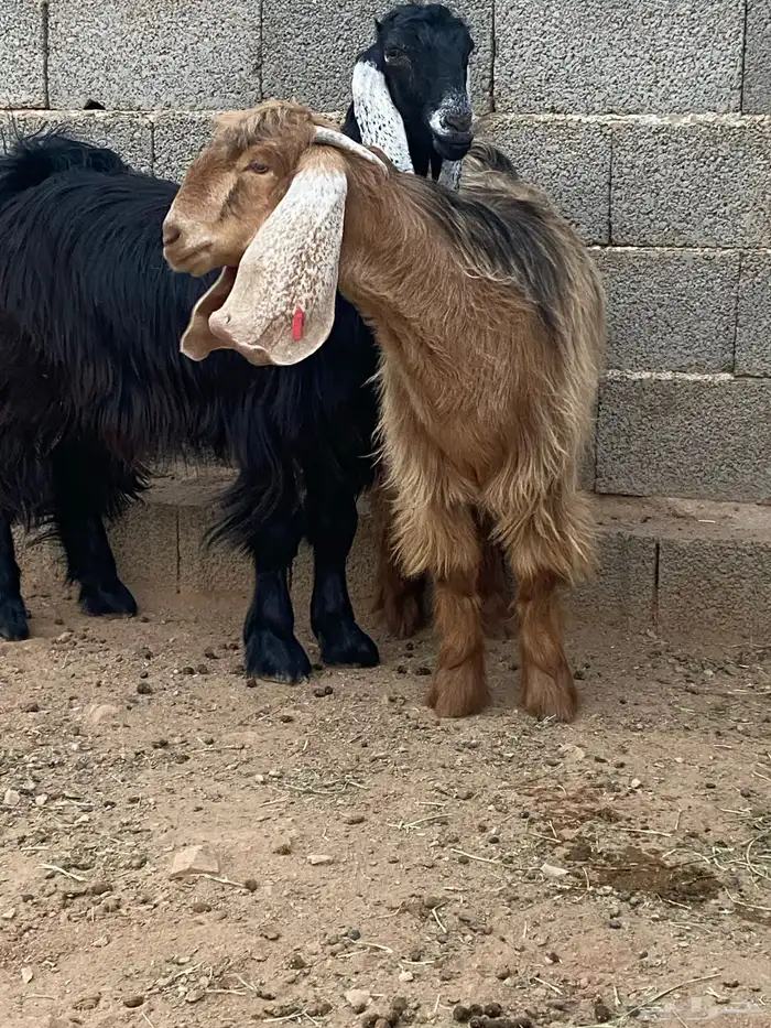 معزا جفار مصريات صنف( تم البيع) 6