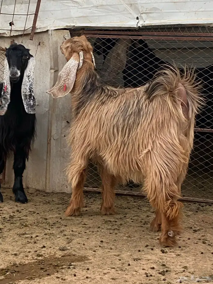 معزا جفار مصريات صنف( تم البيع) 4