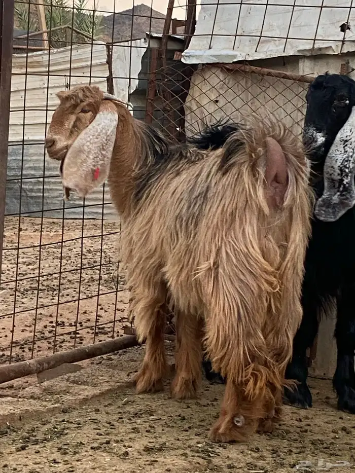 معزا جفار مصريات صنف( تم البيع) 15