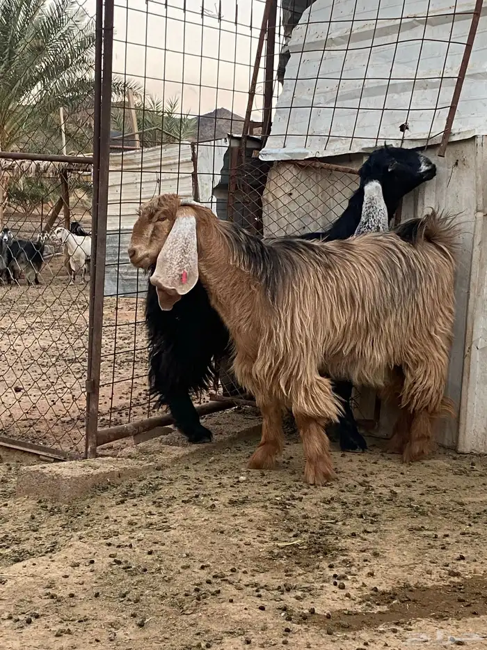 معزا جفار مصريات صنف( تم البيع) 7