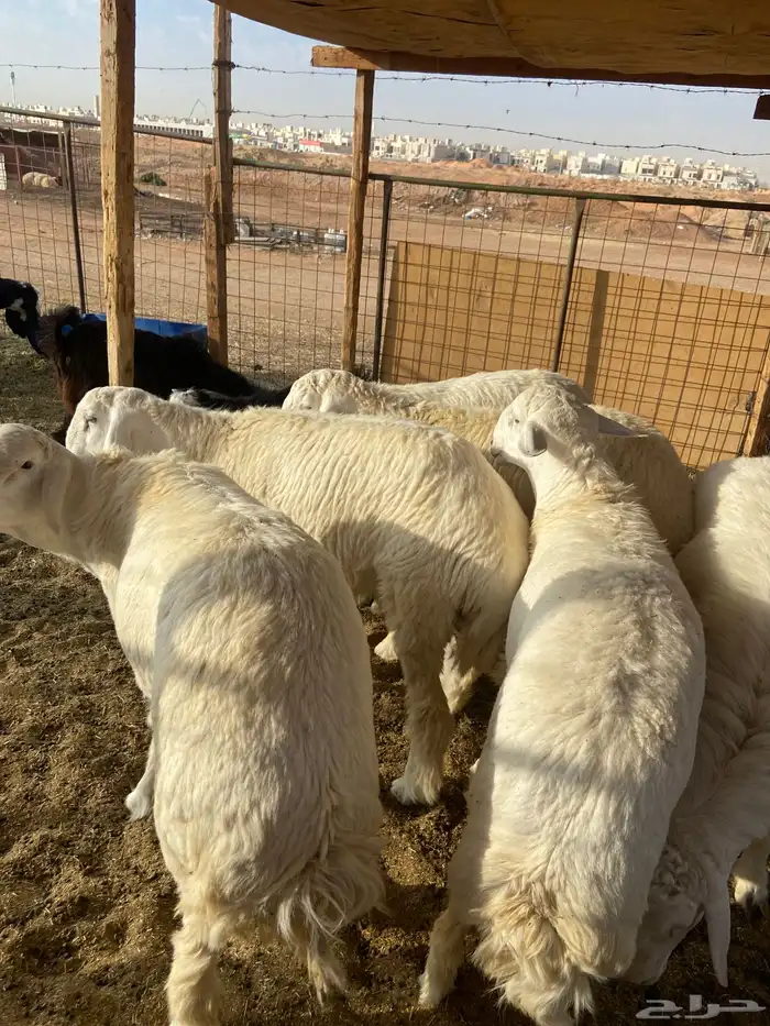 حري جبر ناهي 3