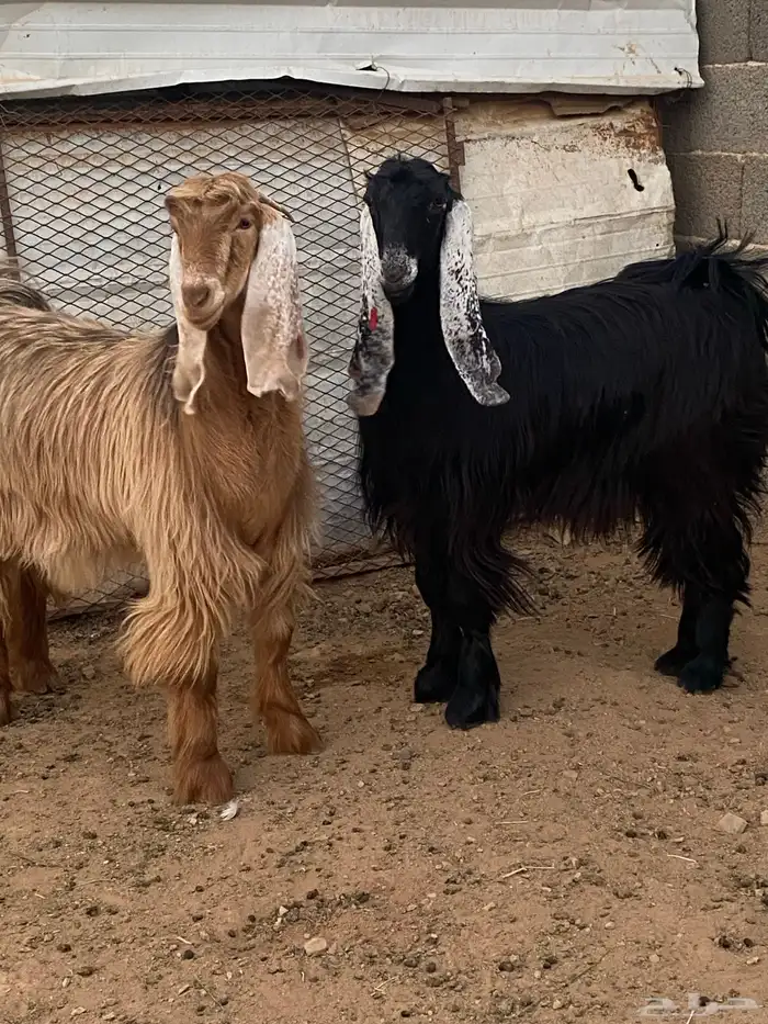 معزا جفار مصريات صنف( تم البيع) 0