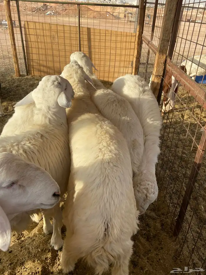 حري جبر ناهي 2