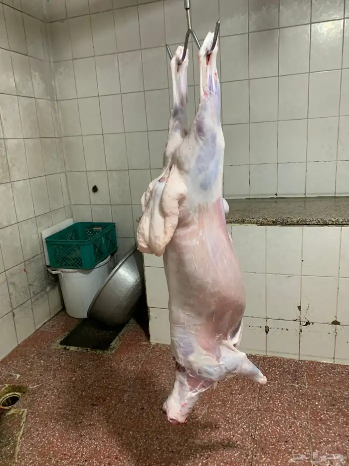 ذبايح حري ذبائح رخال تيوس جفار حلال بر نظيف يوجد توصيل 0
