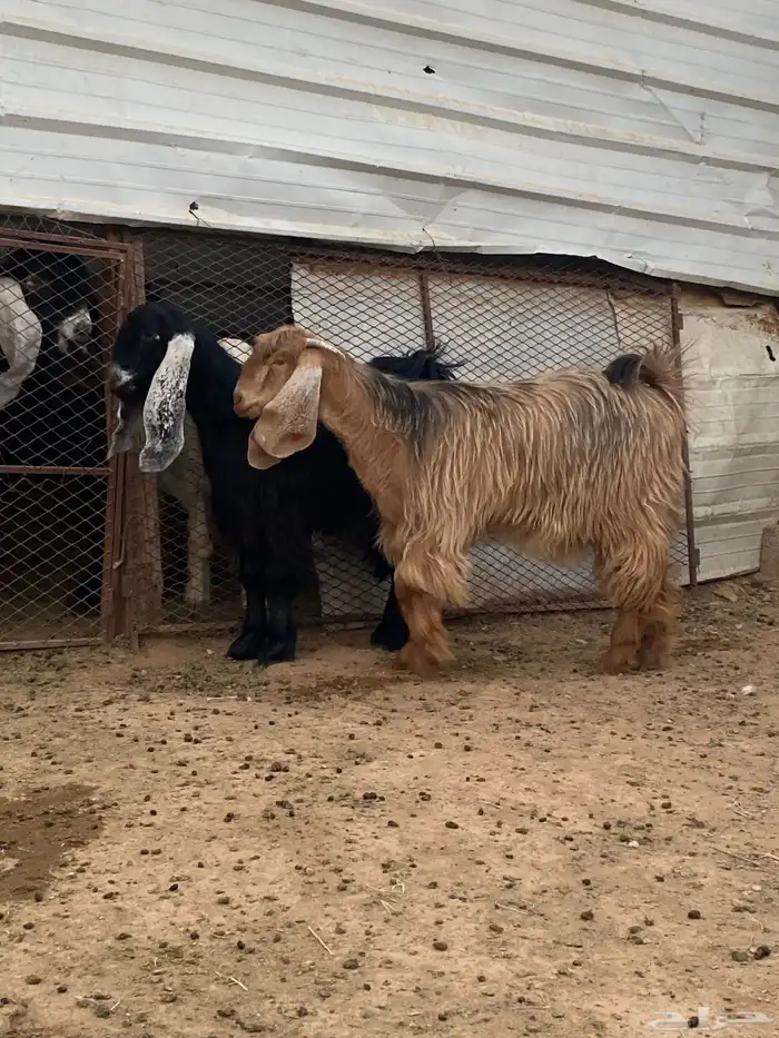 معزا جفار مصريات صنف( تم البيع) 13