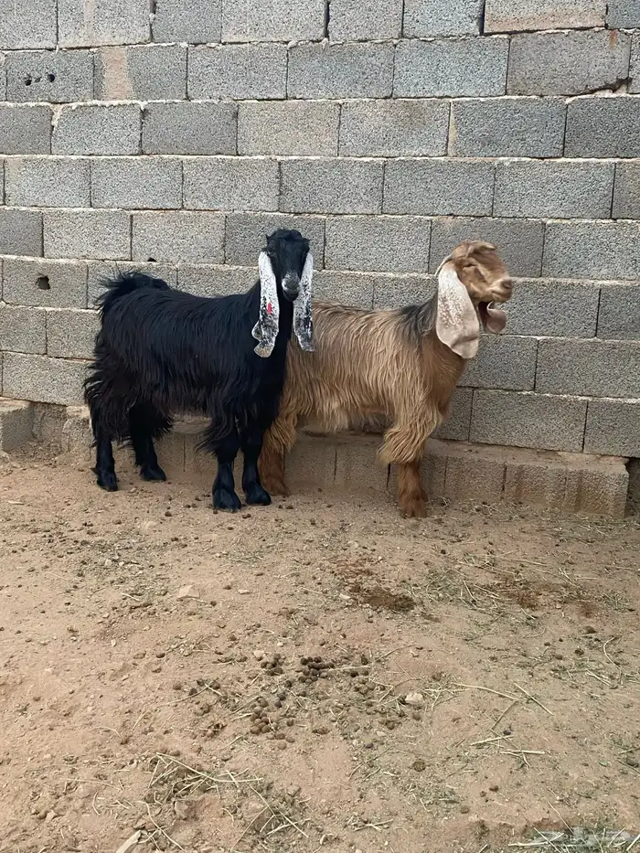 معزا جفار مصريات صنف( تم البيع) 12