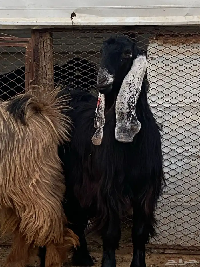 معزا جفار مصريات صنف( تم البيع) 16