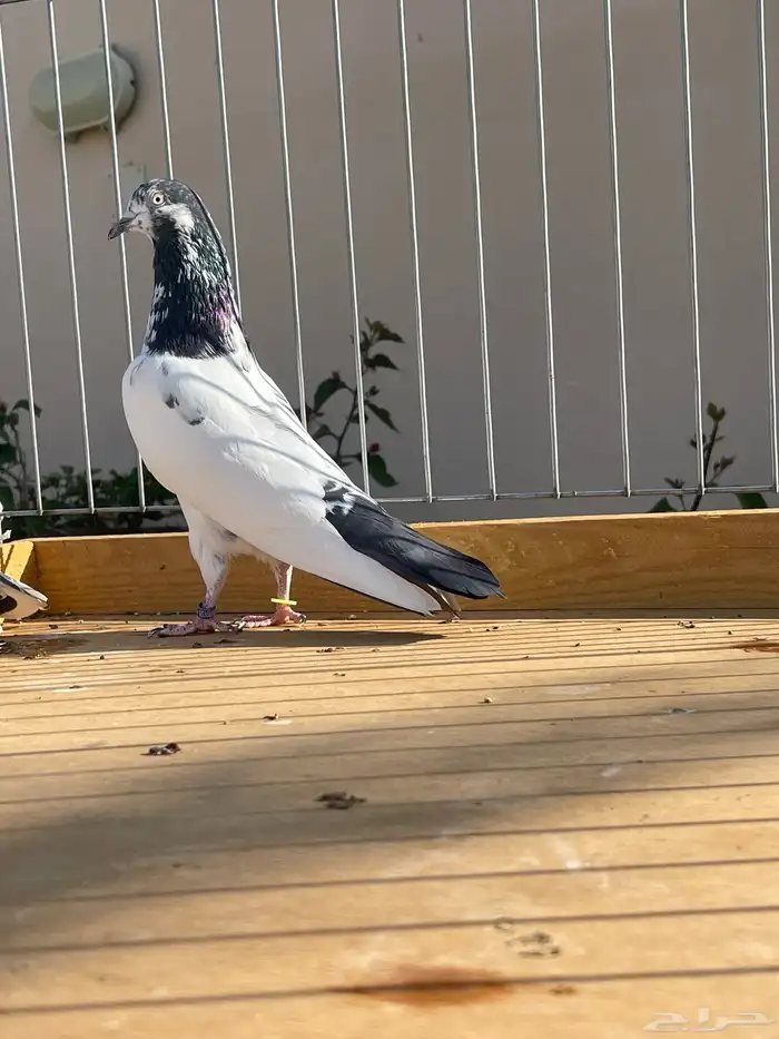 للبيع زوج تيدي سأس 7