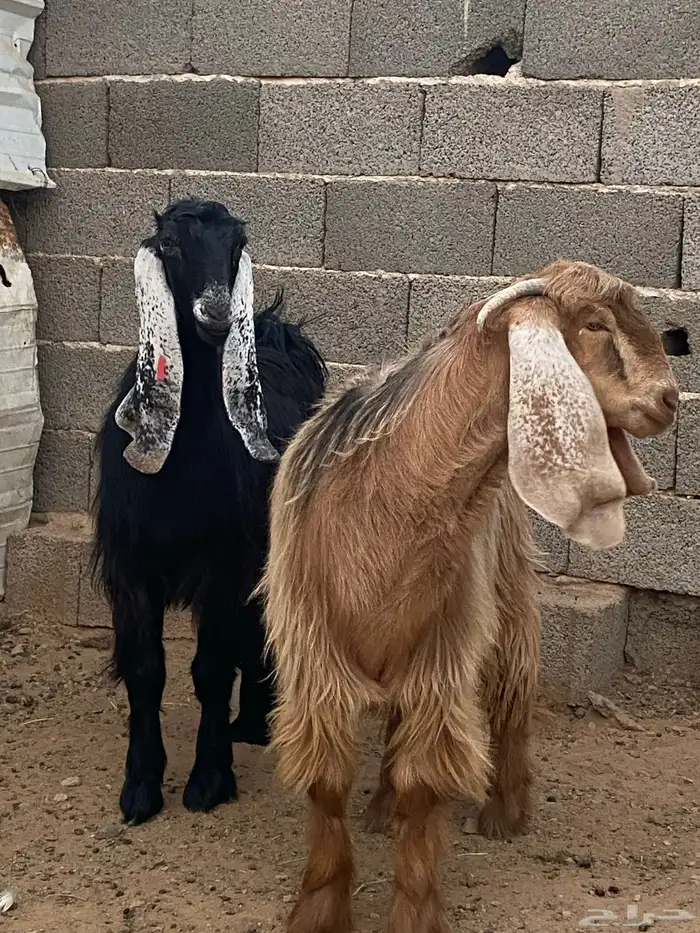 معزا جفار مصريات صنف( تم البيع) 2