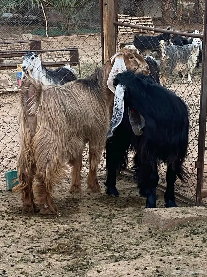 معزا جفار مصريات صنف( تم البيع) 8