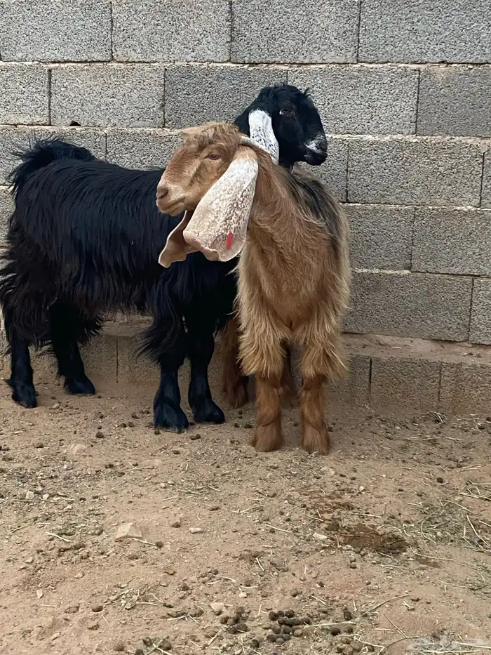 معزا جفار مصريات صنف( تم البيع) 10