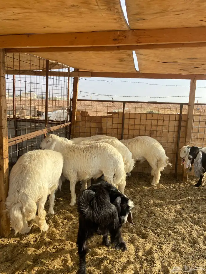 حري جبر ناهي 0