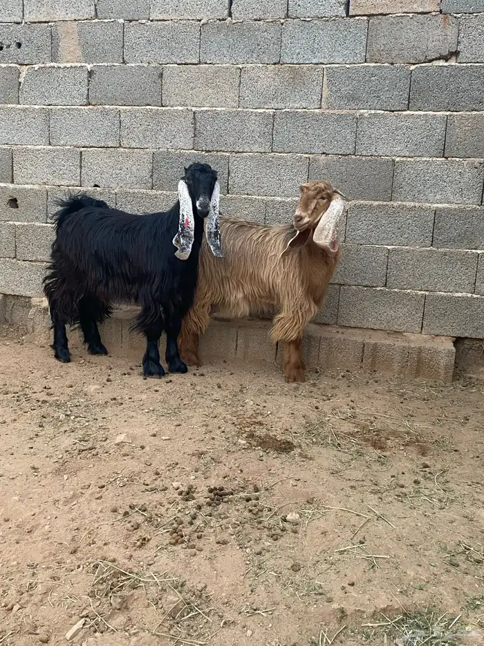 معزا جفار مصريات صنف( تم البيع) 11