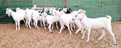 جفار بيشيه منوة تم الببع 6