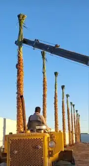 نخل واشنطن بجميع المقاسات 7