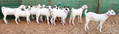جفار بيشيه منوة تم الببع 5