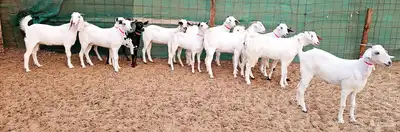 جفار بيشيه منوة تم الببع 4