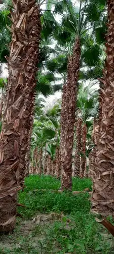 نخل واشنطن بجميع المقاسات 1