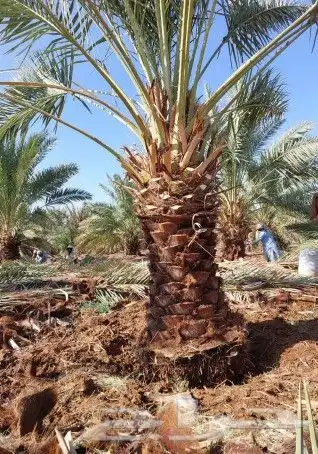 زبايناالكرام يوجدلدينانقايل وفرخه خلاص 0