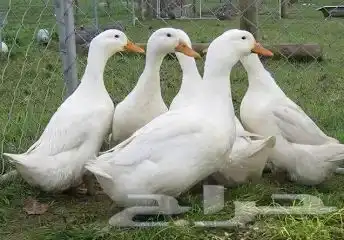 بط بكيني جاهز للأكل وبياض ويصلح لتنظيف الاشجار 0
