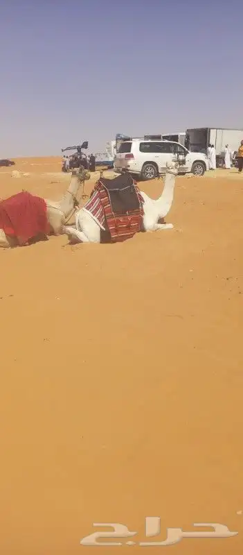 خيول وجمال للايجار 3