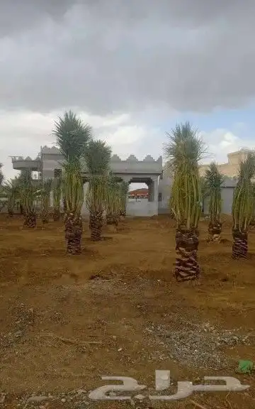 زبايناالكرام يوجدلدينانقايل وفرخه خلاص 4