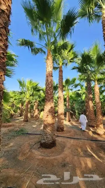 توري نخيل وأشجار زيتون 6