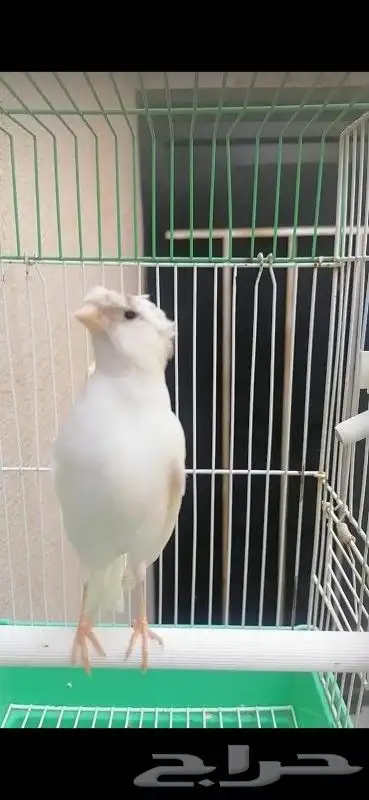 ذكر كناري سوري لون جميل 8