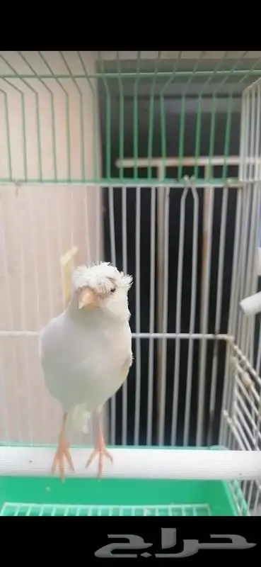 ذكر كناري سوري لون جميل 5